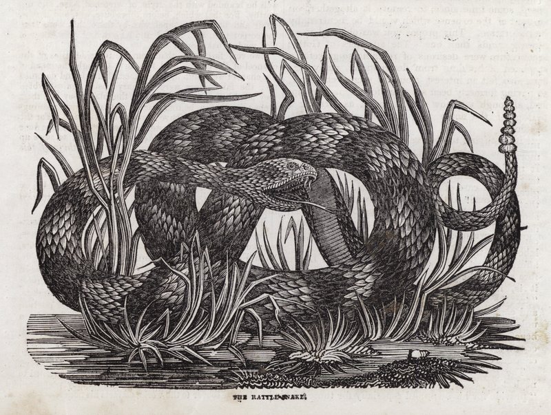 Serpent à sonnette - English School