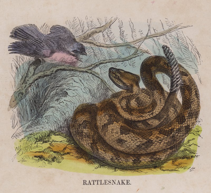 Serpent à sonnette - English School