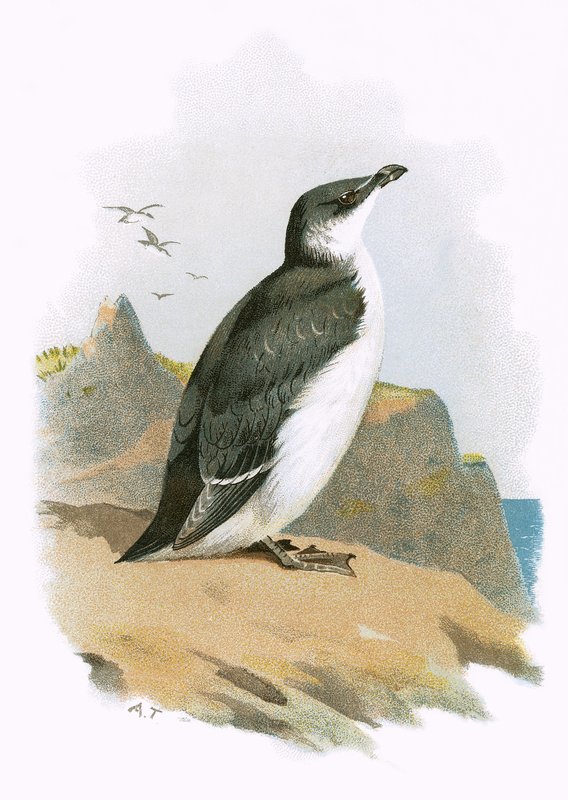 Petit Pingouin - English School