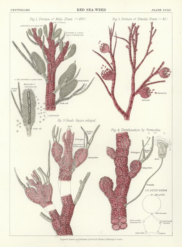 Algue rouge - English School