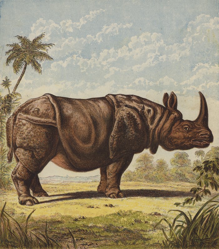 Rhinocéros - English School