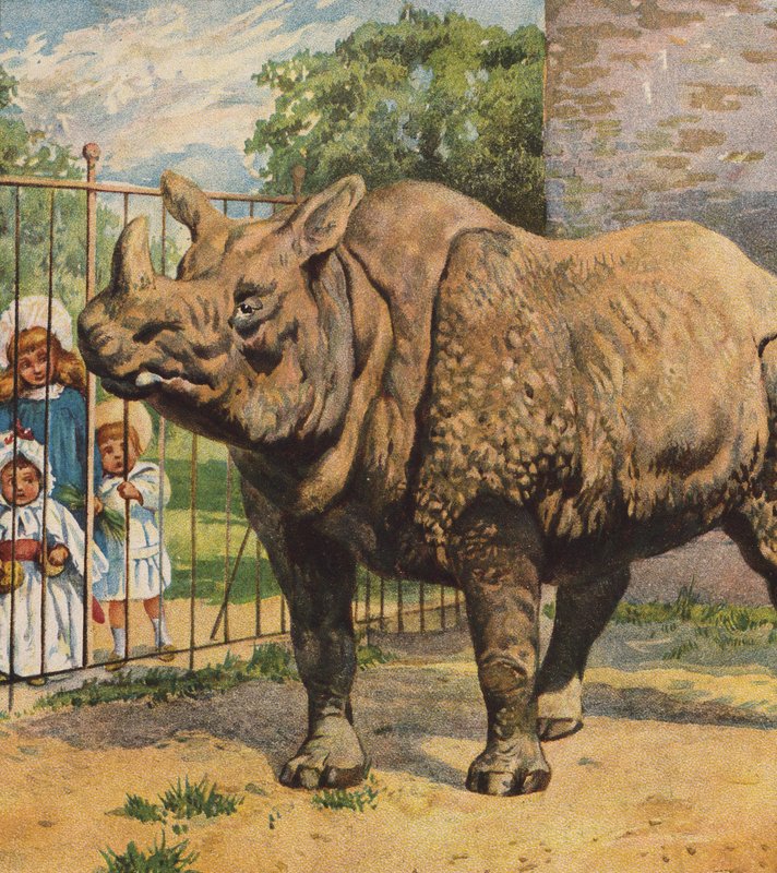 Rhinocéros - English School