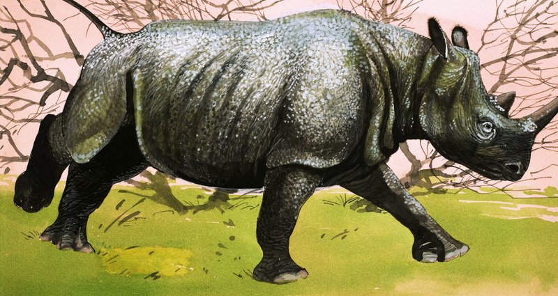 Rhinocéros - English School