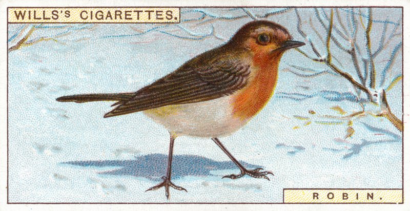 Rouge-gorge - English School