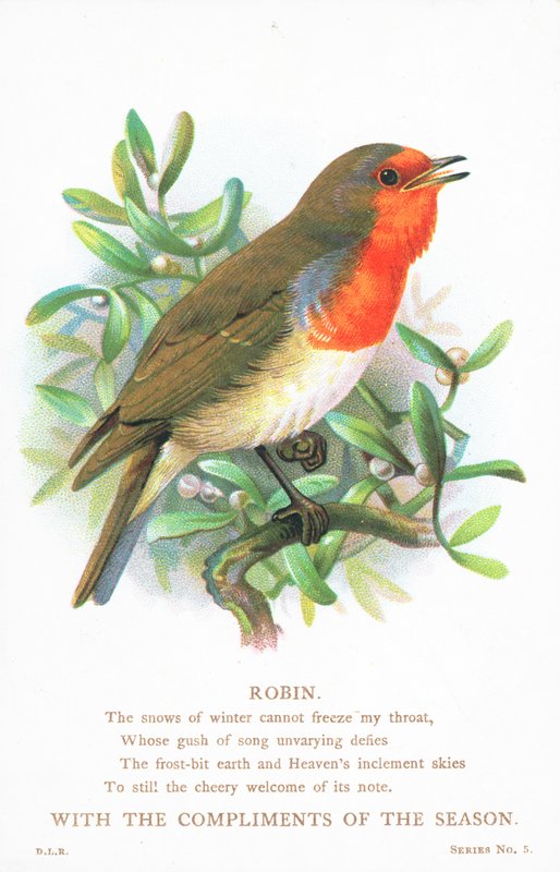 Rouge-gorge chantant sur une branche, carte de Noël - English School