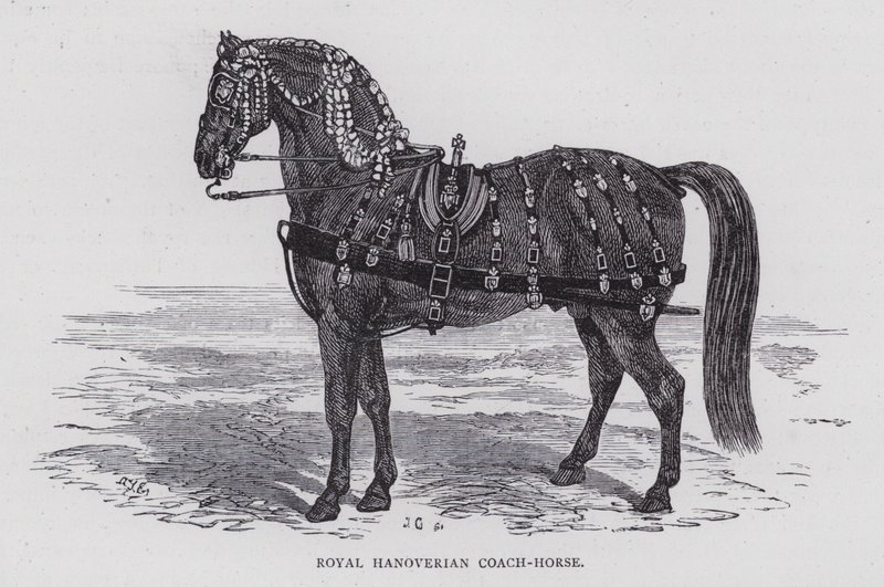 Cheval de carrosse royal hanovrien (gravure) - English School