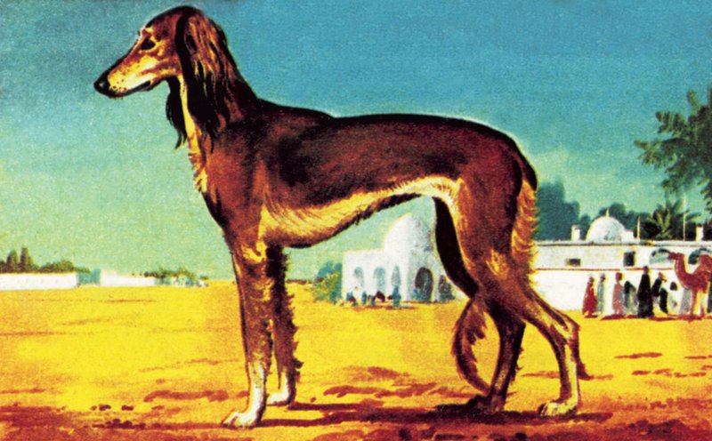 Saluki - English School