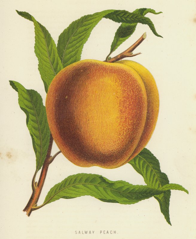 Pêche Salway - English School
