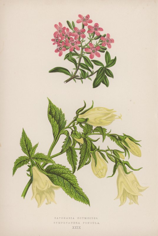 Saponaria Ocymoides; Symphyandra Pendula - English School