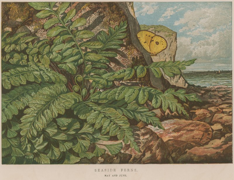 Fougères du bord de mer - English School
