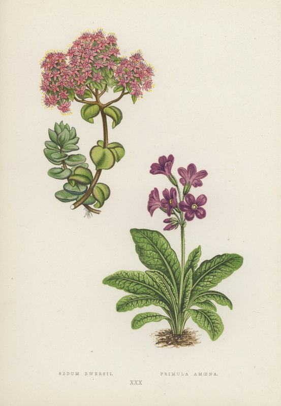 Sedum Ewersii; Primula Amoena (lithographie en couleur) - English School
