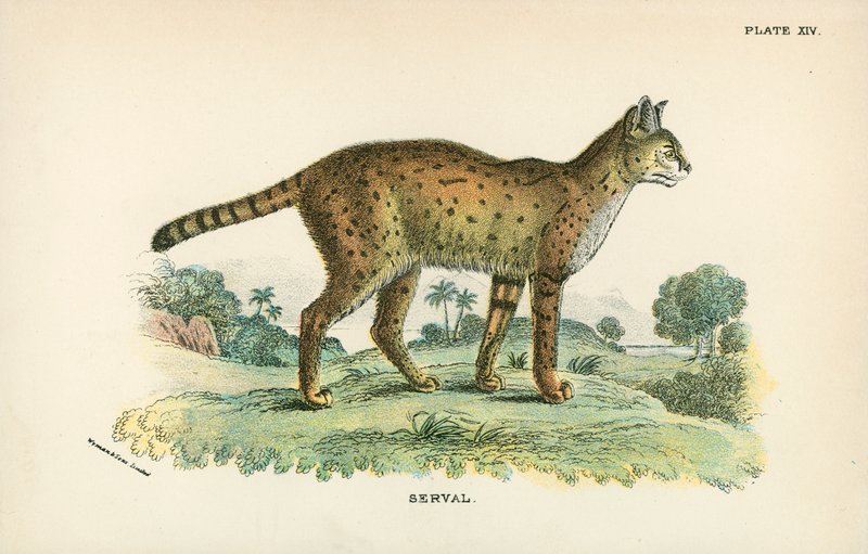 Serval - English School