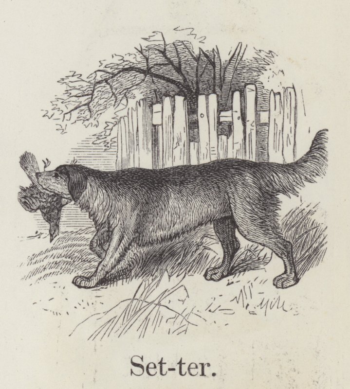 Setter - English School