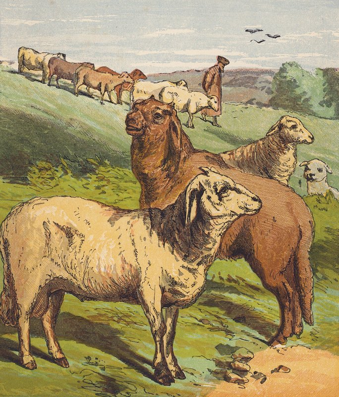 Moutons - English School
