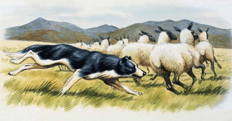 Chien de berger - English School