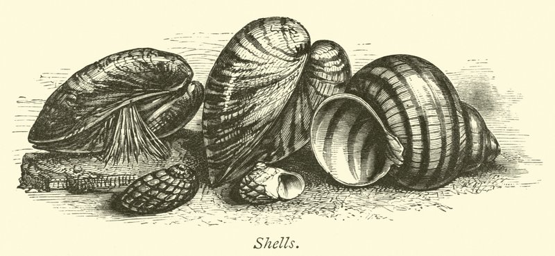 Coquillages - English School