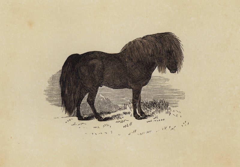 Poney Shetland - English School