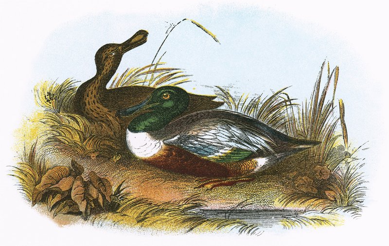 Canard souchet - English School