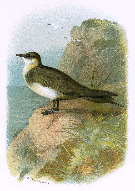 Skua - English School