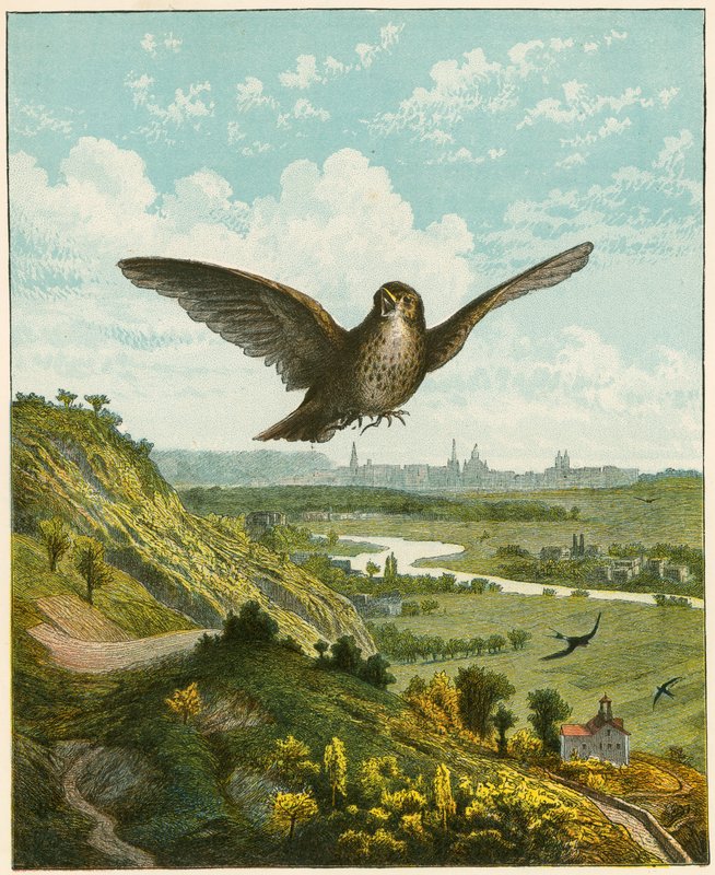 Alouette - English School