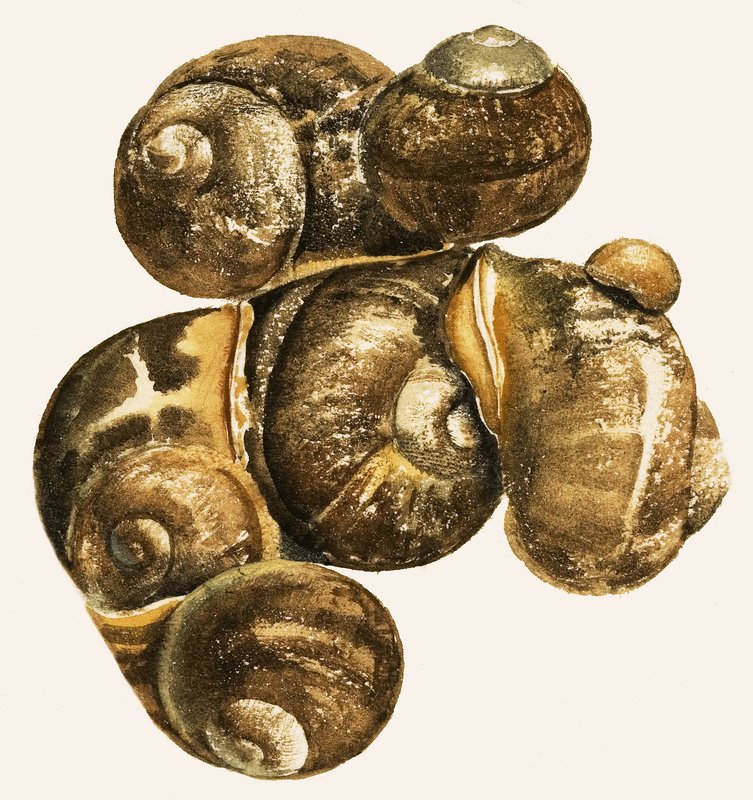 Coquilles d