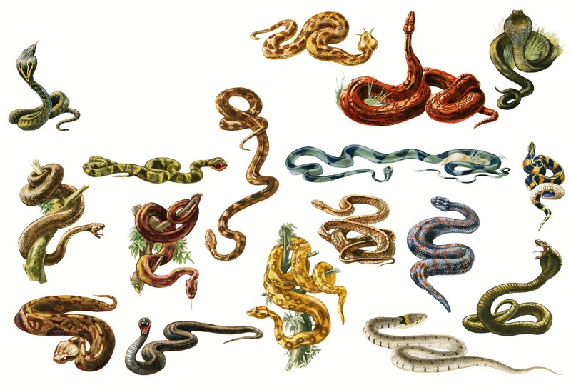 Serpents - English School