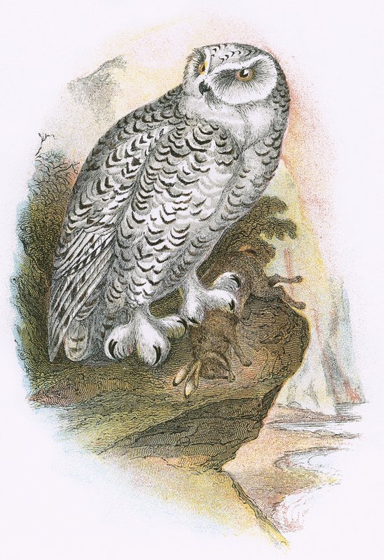 Harfang des neiges - English School