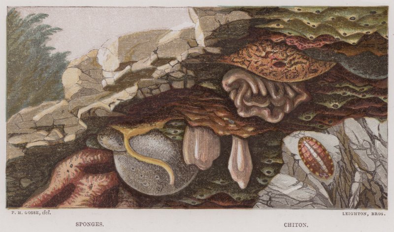 Éponges, Chiton - English School