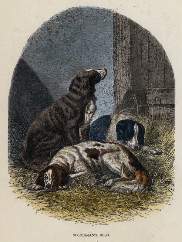 Chiens de chasseur (gravure en couleur) - English School