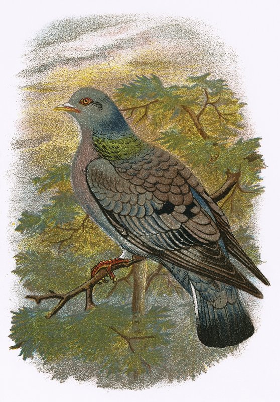 Pigeon biset - English School