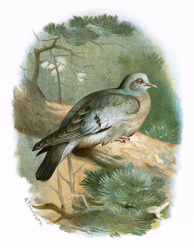 Pigeon colombin - English School