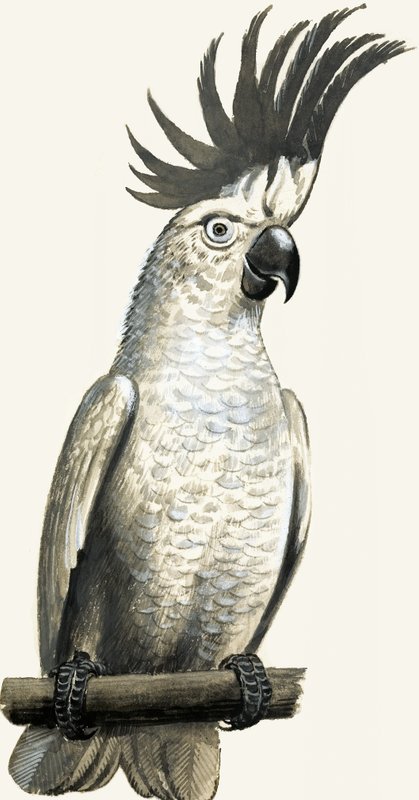 Cacatoès à crête soufrée - English School