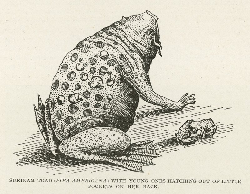 Crapaud de Surinam - English School