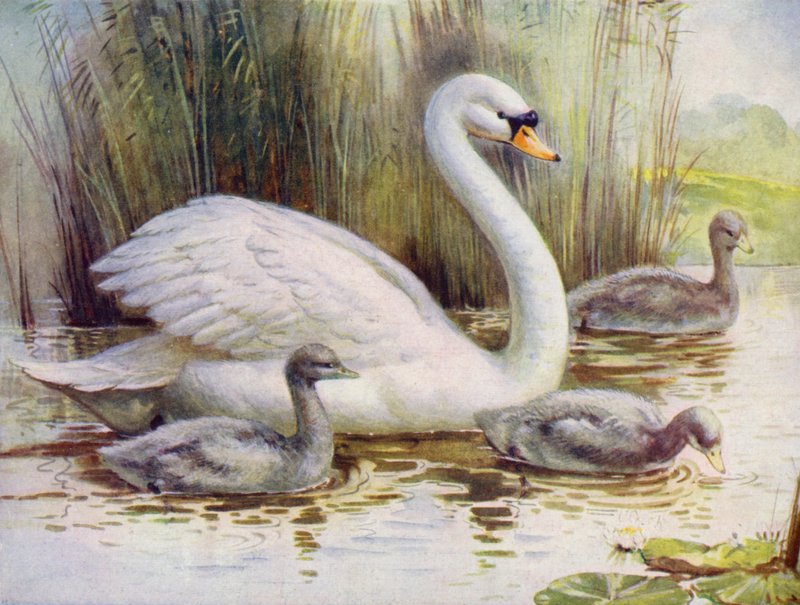 Cygne et cygneaux - English School