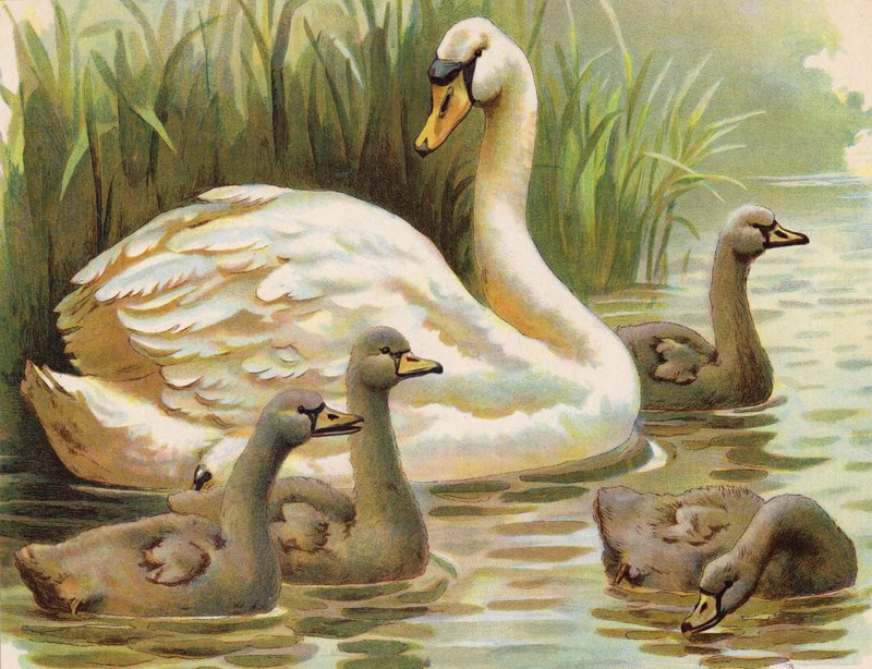 Cygne et cygneaux - English School