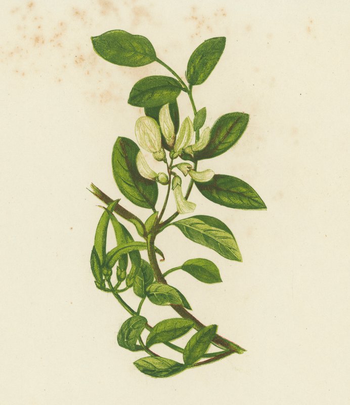 Astragale douce, Astragalus Glyciphyllus - English School