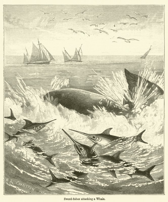 Les Espadons attaquant une Baleine - English School