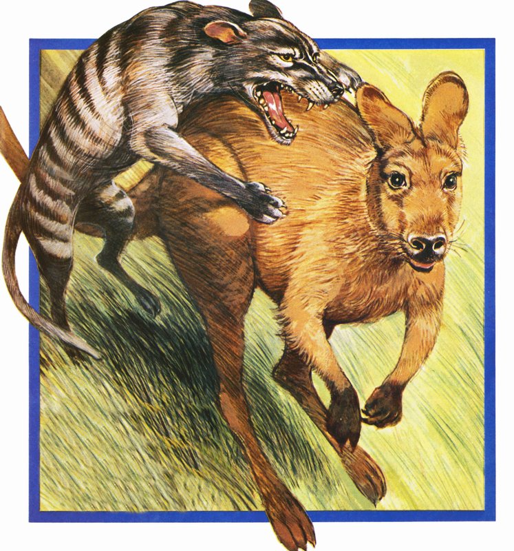 Loup de Tasmanie attaquant un kangourou - English School