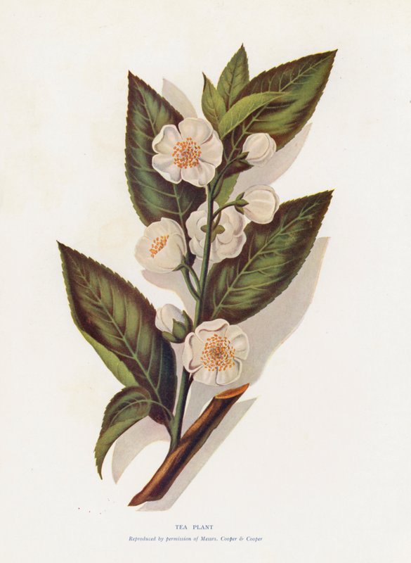 Plante de thé - English School