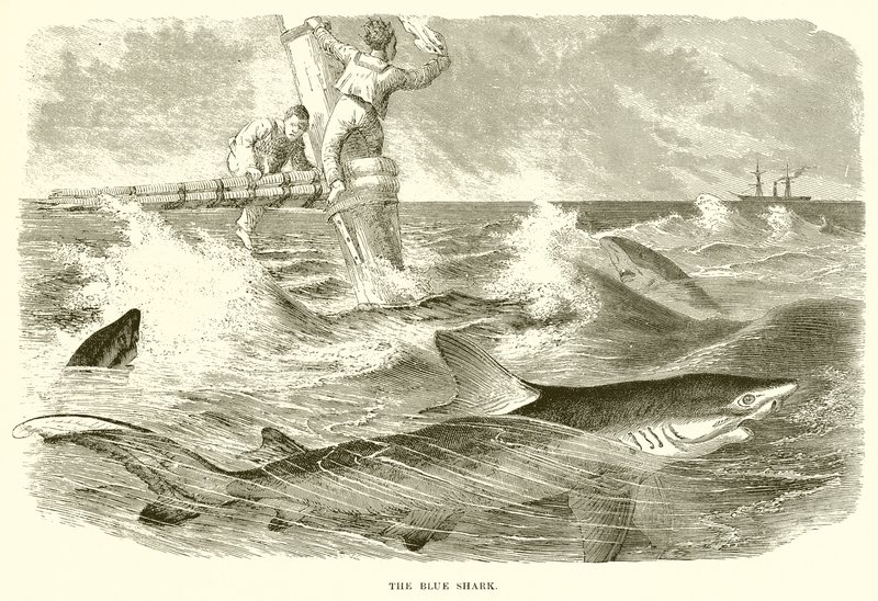 Le requin bleu - English School