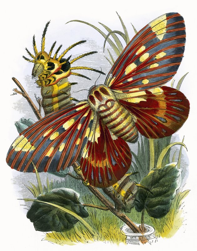 Le Vivarium des papillons - English School