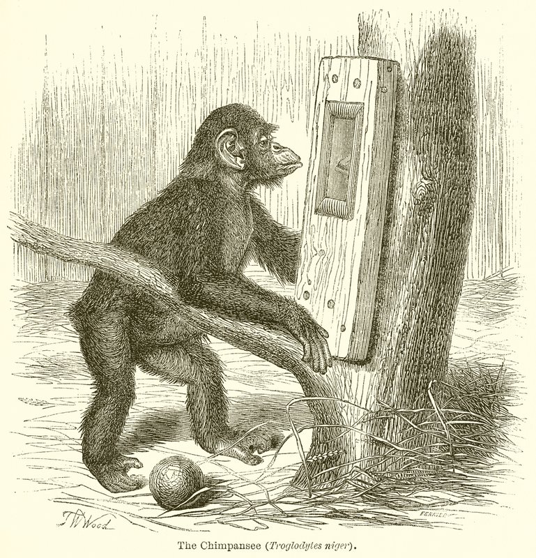 Le chimpanzé (Troglodytes Niger) - English School