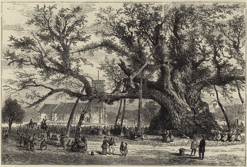 Le chêne de Cowthorpe - English School