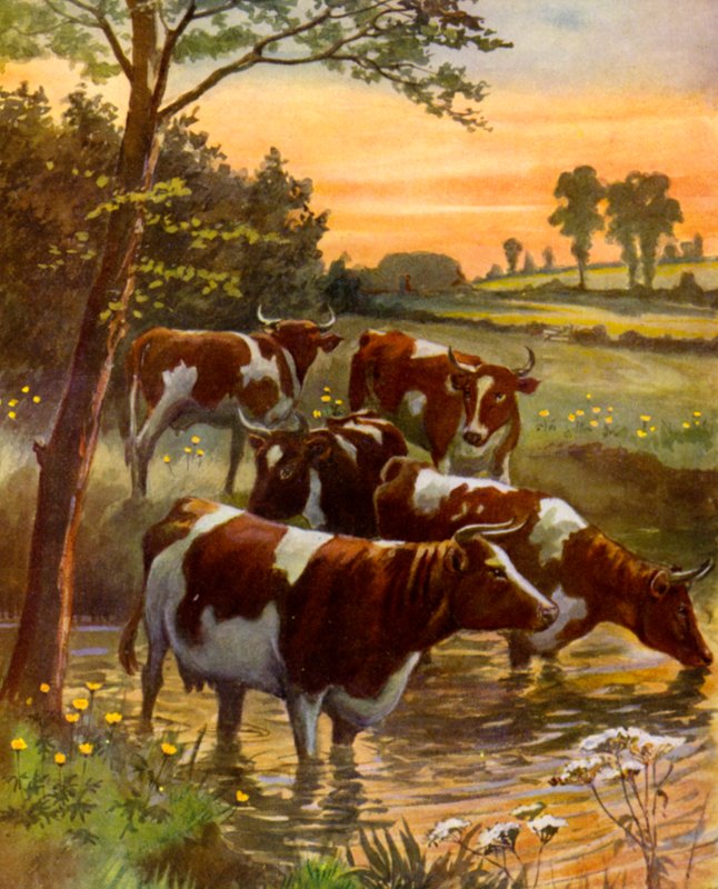 Le troupeau du fermier laitier - English School