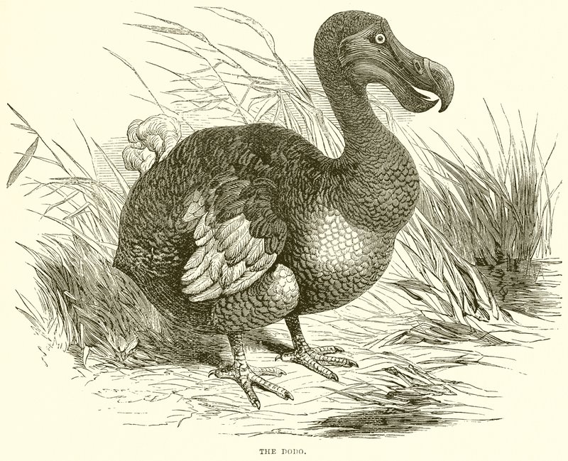Le dodo - English School