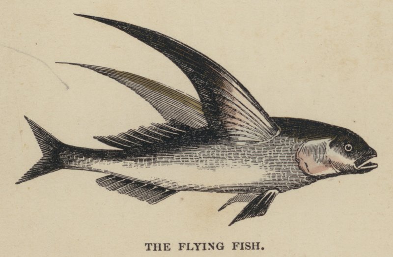 Le Poisson volant - English School