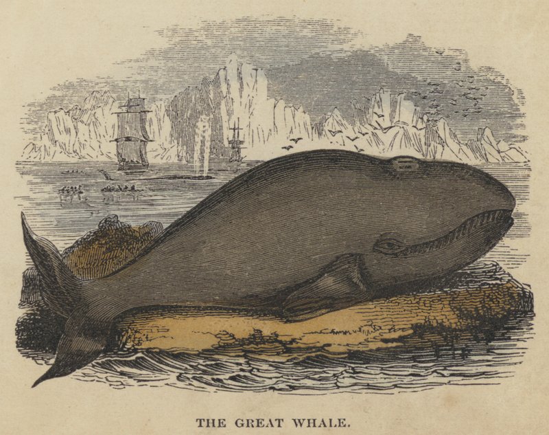 La Grande Baleine (gravure en couleur) - English School