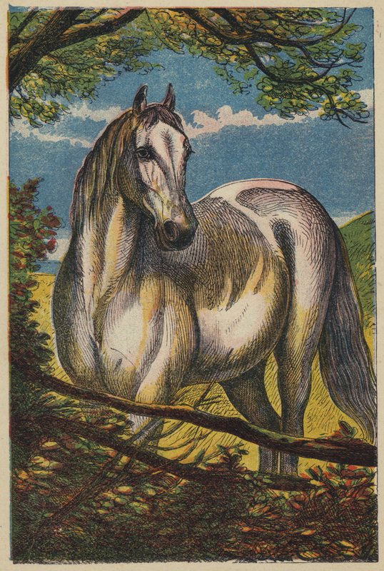 Le Cheval (lithographie en couleur) - English School