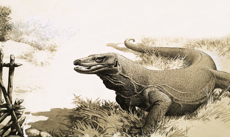 Le dragon de Komodo - English School