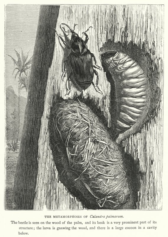 Les Métamorphoses de Calandra palmarum - English School